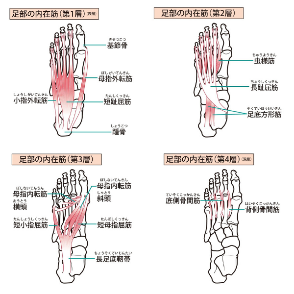 筋肉（足裏）