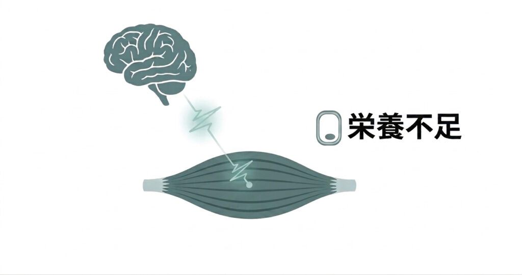 解除されない脳の防御信号と栄養不足によって生じる筋拘縮（きんこうしゅく）の解説図