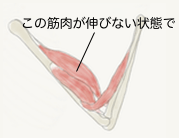 肘関節を曲げている時のイメージ